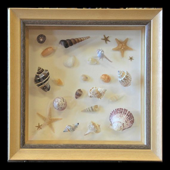 Layered Seashell Collection
