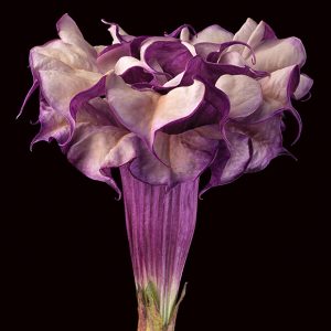 Amy Lamb "Purple Datura", Photograph on Paper, 30" x 30"